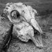 Skull 130210